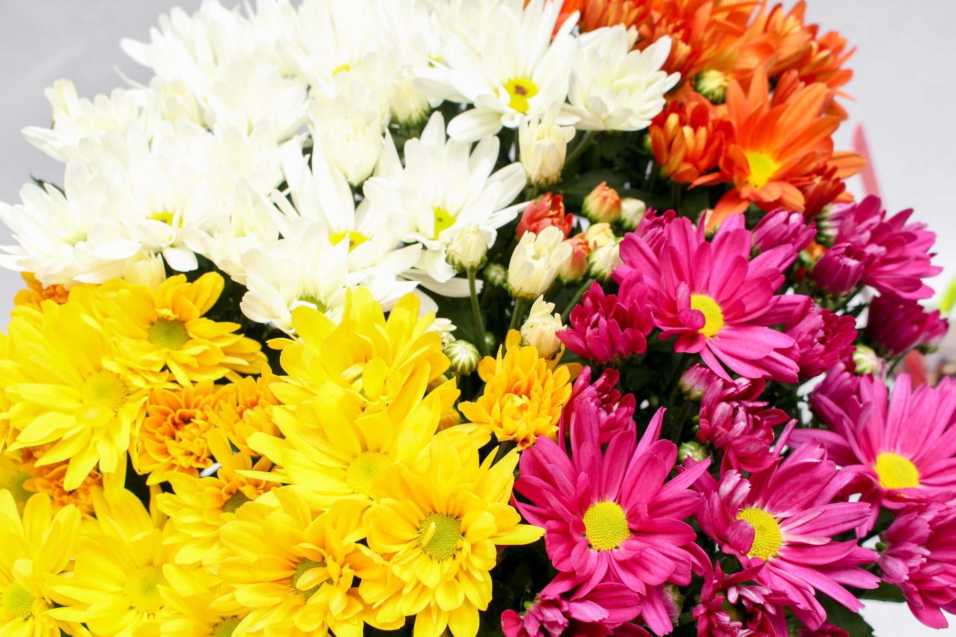 Variedades coloridas de crisântemos sem perfume em tons de amarelo, rosa e branco
